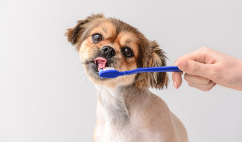 Healthy Smiles, Happy Tails: A Guide to Pet Dental Care