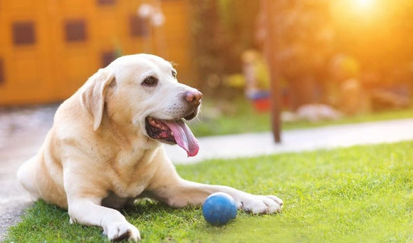 Can Pets Get Sunburned?