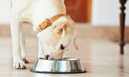 Yellow lab eating out of a dog bowl inside with a brown collar on