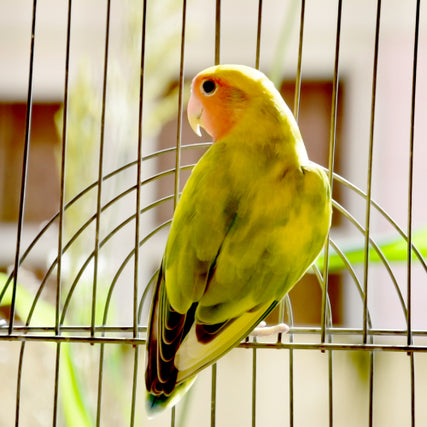 Bird Feed & SuppliesYellow pet bird inside of a bird cage