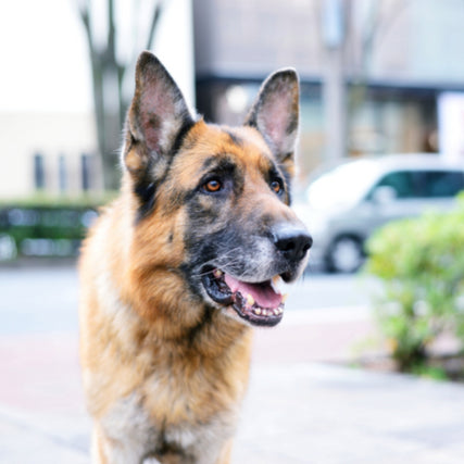 Dog Food & SuppliesGerman Shepard on a clear day