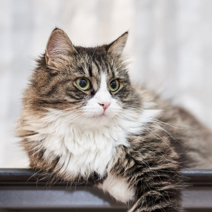 Cat Food & SuppliesGray and white cat with green eyes laying down