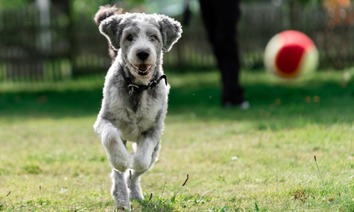 Dog playing fetch with a ball on a clear sunny day