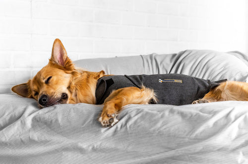 Thunderworks ThunderShirt for Dogs: Heather Gray Classic