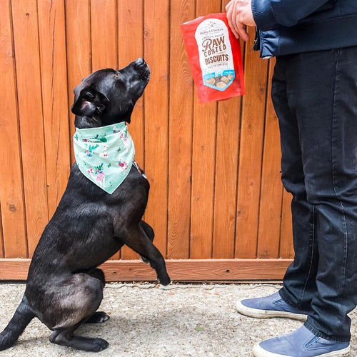 Stella & Chewy's Raw Coated Biscuits Grass Fed Lamb Recipe Dog Treats